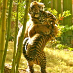 Lions