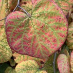 Beginner 2nd Place - Page Zietlow Beginner 2nd Place - Page Zietlow