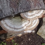 Beginner Winner - Kathy Bibbings Beginner Winner - Kathy Bibbings