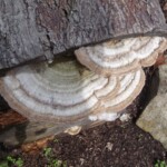 Beginner Winner - Kathy Bibbings Beginner Winner - Kathy Bibbings