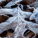 Intermediate Winner - Gail Johnson Intermediate Winner - Gail Johnson