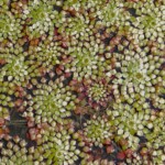 Intermediate Runner Up - Bob Bibbings Intermediate Runner Up - Bob Bibbings