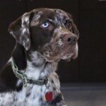 Pets Facebook Winner - Dan Blanton Pets Facebook Challenge