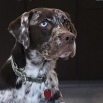 Pets Facebook Winner - Dan Blanton Pets Facebook Challenge