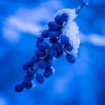 Brian Kinder Advance Brian Kinder Advance