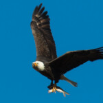 Gail Johnson Intermediate Gail Johnson Intermediate