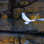 Lindsay Garratt Advance Lindsay Garratt Advance