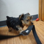 Sarah Lockwood Junior Sarah Lockwood Junior