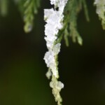 Susan Tappan Beginner Susan Tappan Beginner