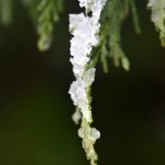 Susan Tappan Beginner Susan Tappan Beginner