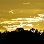 Junior, Brandon Lofton