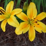 3rd Place: Mary Jane Gross
Category: Yellow