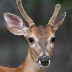 Advanced: Gail Johnson