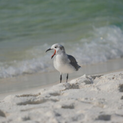 Advanced - Ken Bramlette