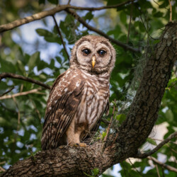 Master - Lorrie Smith