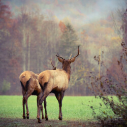 Intermediate - Lynn Roberts