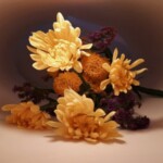 Lisa Hewitt-Beginner