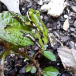 Beginner - Lisa Hewitt