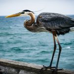 Intermediate - Ken Bramlette