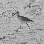 Lisa Hewitt - Beginner