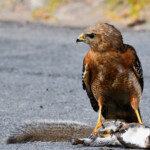 Sam Jones-Intermediate