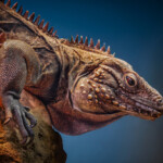 Nick Zelinsky - Advanced