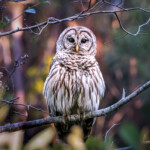 Lorrie Smith - Master