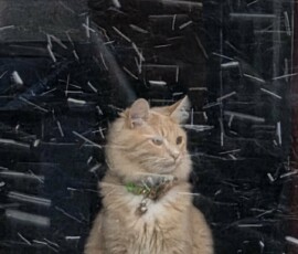 Lisa Hewitt-Beginner